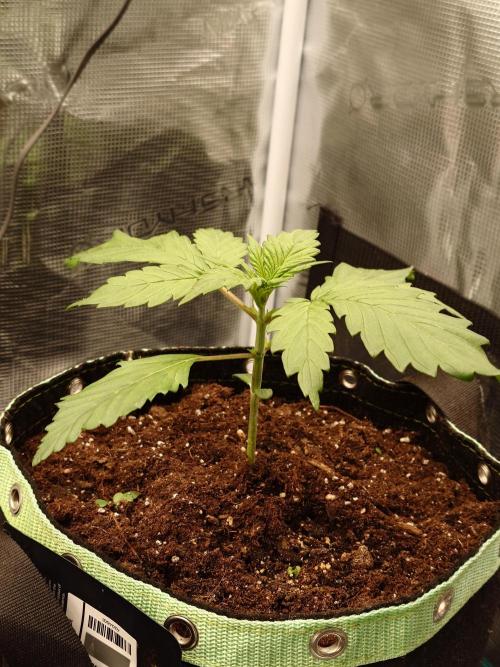 Purple Clouds. Week 2 - BPP