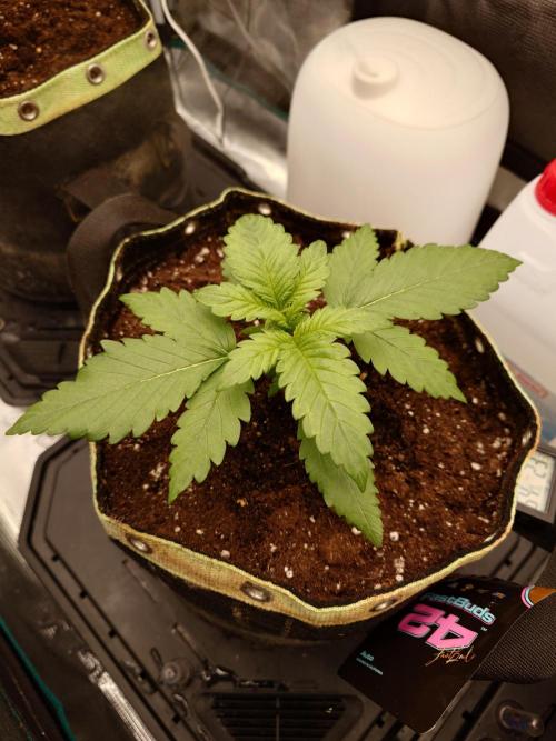 Purple Clouds. Week 2 - PH