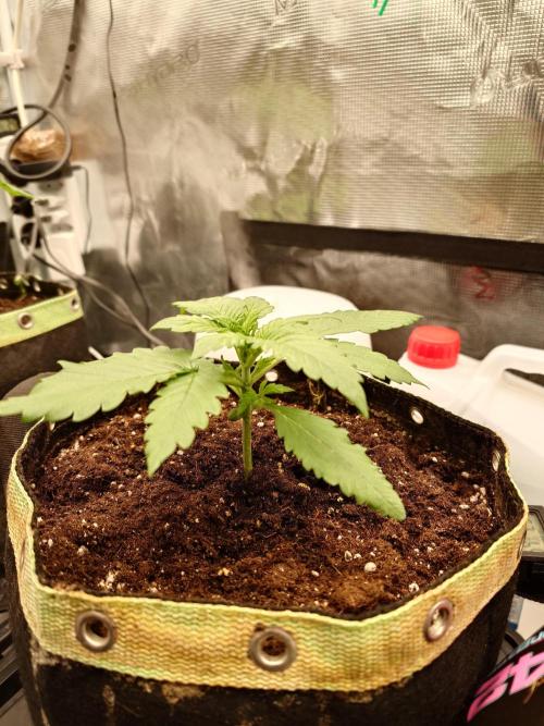 Purple Clouds. Week 2 - PH