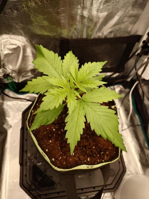 Purple Clouds. Week 2 - LCC