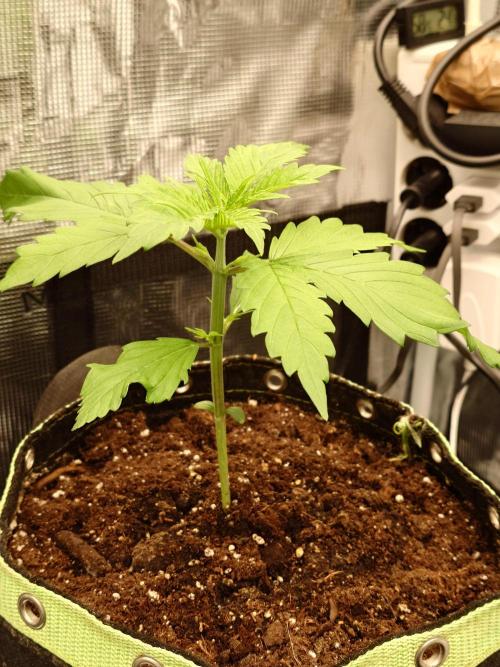 Purple Clouds. Week 2 - LCC