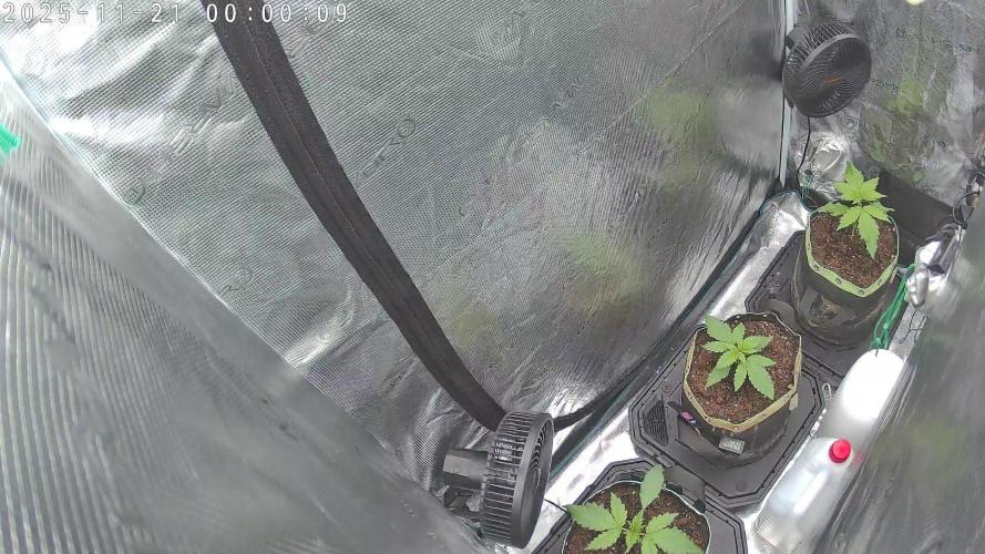 Purple Clouds. Week 3