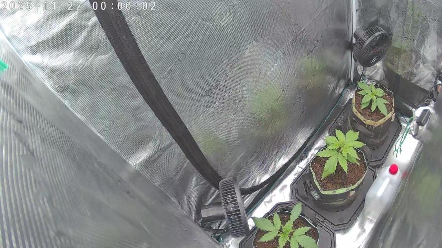 Purple Clouds. Week 3