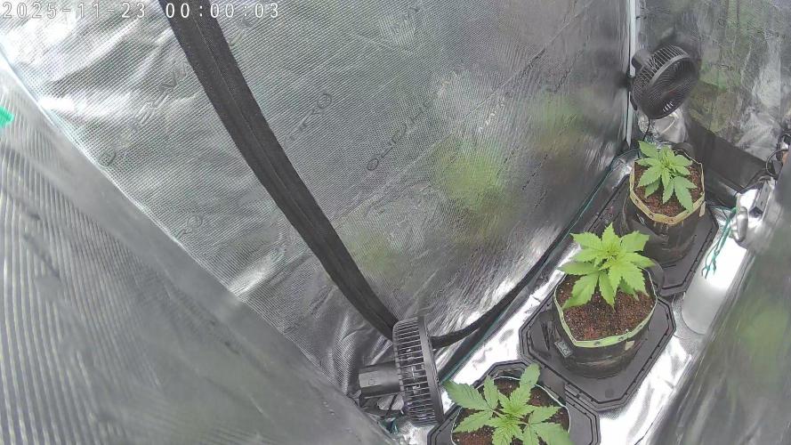 Purple Clouds. Week 3