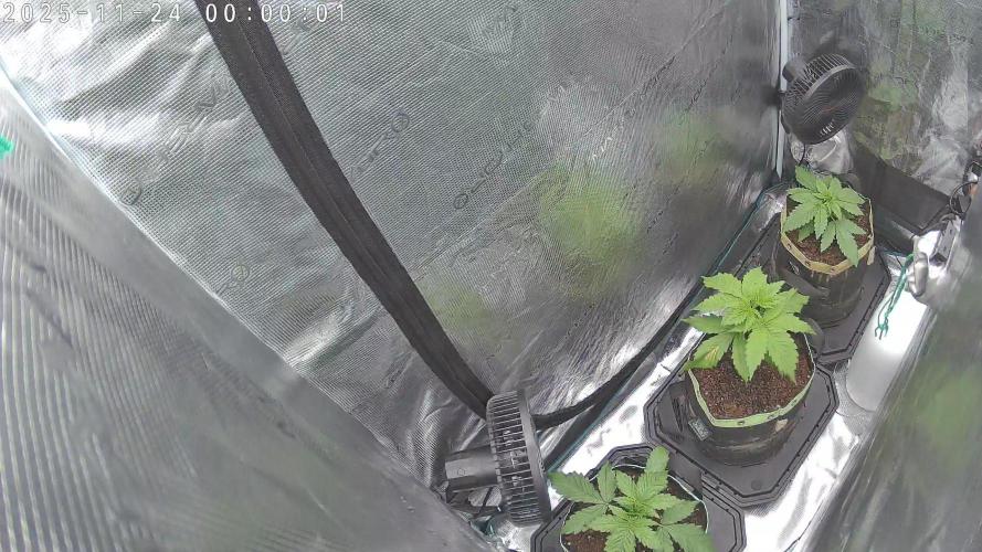 Purple Clouds. Week 3