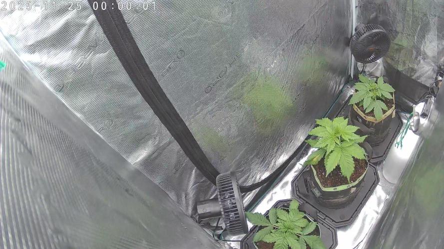 Purple Clouds. Week 3 - Düngergabe