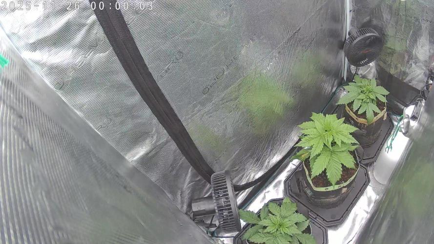 Purple Clouds. Week 3