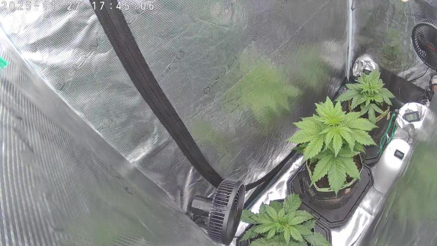 Purple Clouds. Week 3 - CalMg shot