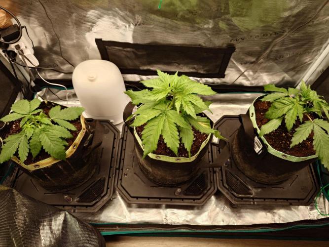 Purple Clouds. Week 3 - Alle 3 zusammen vom 24.11. Von links nach rechts PH-LCC-BPP