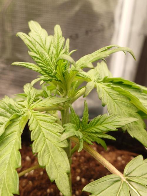 Purple Clouds. Week 3