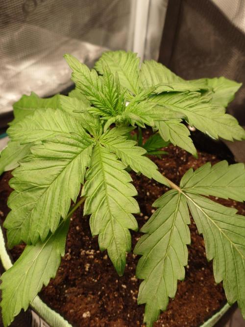 Purple Clouds. Week 3