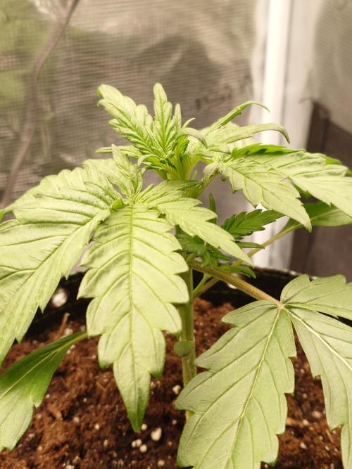 Purple Clouds. Week 3 - BPP - ca. 20 cm Groß