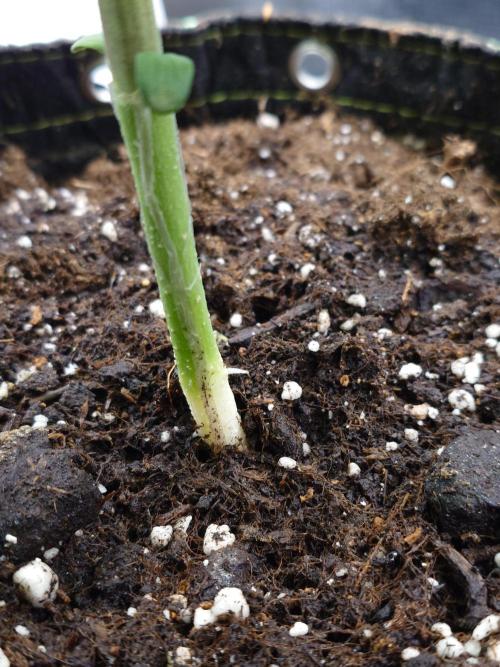 Purple Clouds. Week 3
