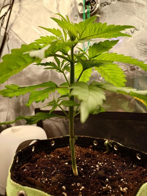 Purple Clouds. Week 3