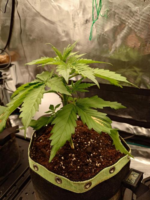 Purple Clouds. Week 3 - ca. 25 cm Groß