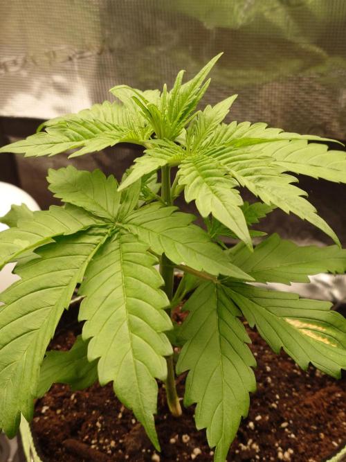 Purple Clouds. Week 3