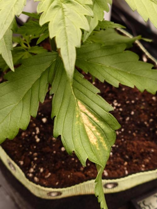 Purple Clouds. Week 3 - LCC - Von Heute auf Morgen - Ich hasse CalMg Mangel...