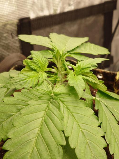 Purple Clouds. Week 3