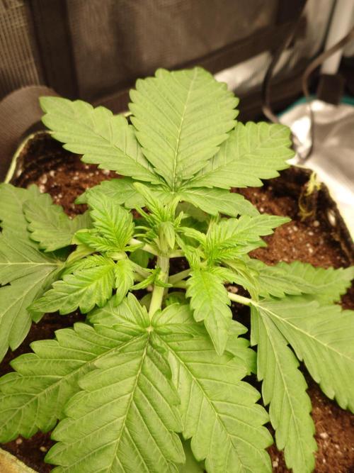 Purple Clouds. Week 3 - PH - Ein wenig die Fächerblätter unter die Seitentriebe ge-LST