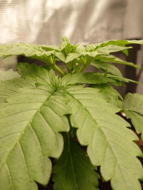 Purple Clouds. Week 3