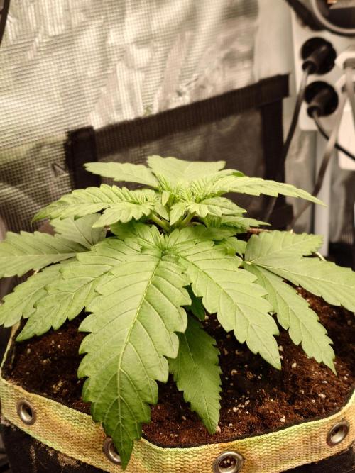 Purple Clouds. Week 3 - PH - ca. 15 cm Groß