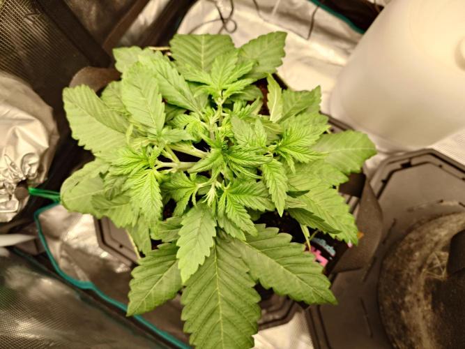 Purple Clouds. Week 3 - 28.11