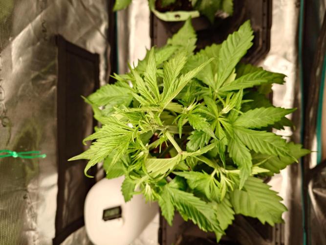 Purple Clouds. Week 3 - 28.11