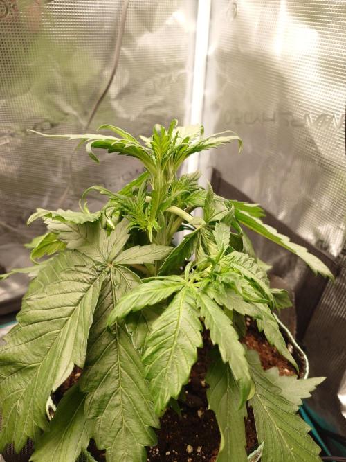 Purple Clouds. Week 3 - 28.11