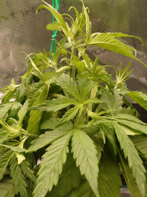 Purple Clouds. Week 3 - 28.11