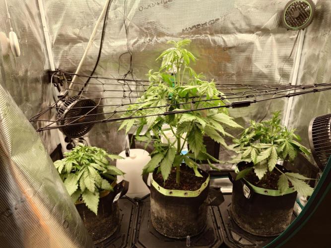 Purple Clouds. Week 4 - Größe 20-55-30cm