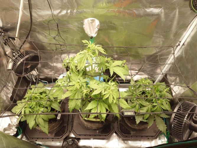 Purple Clouds. Week 4