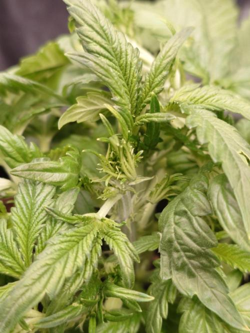 Purple Clouds. Week 4 - PH - Top