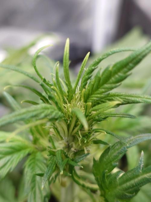 Purple Clouds. Week 4 - BPP - Top 