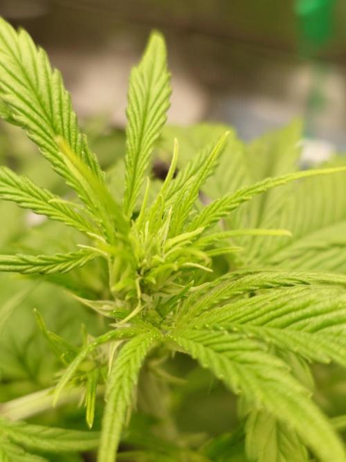 Purple Clouds. Week 4 - LCC - Top