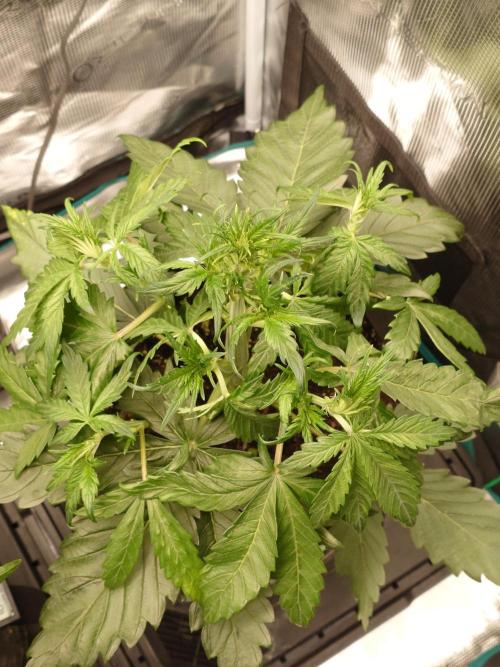 Purple Clouds. Week 4