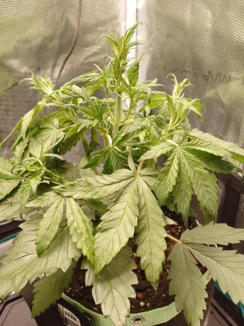 Purple Clouds. Week 4 - BPP zeigt leicht lila gefärbte Calyxen