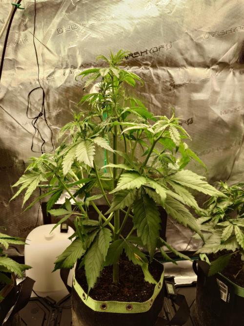 Purple Clouds. Week 4