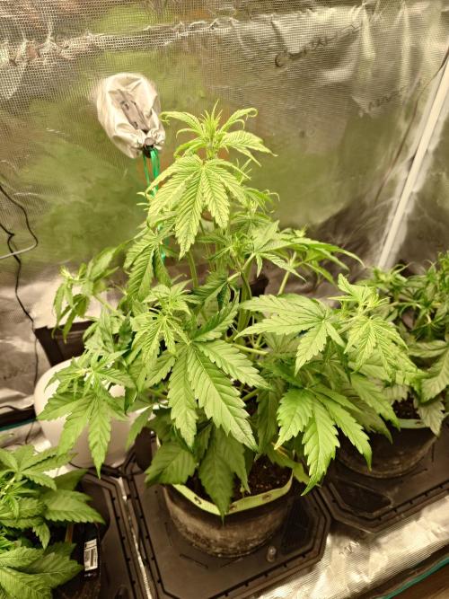 Purple Clouds. Week 4