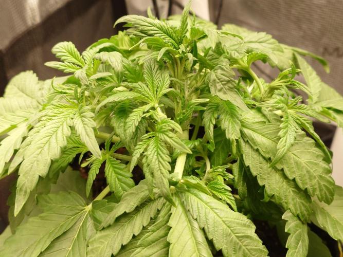 Purple Clouds. Week 4