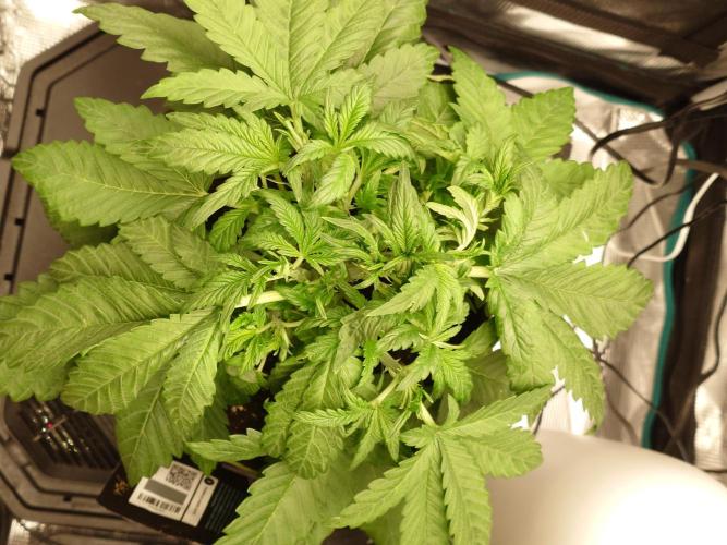 Purple Clouds. Week 4