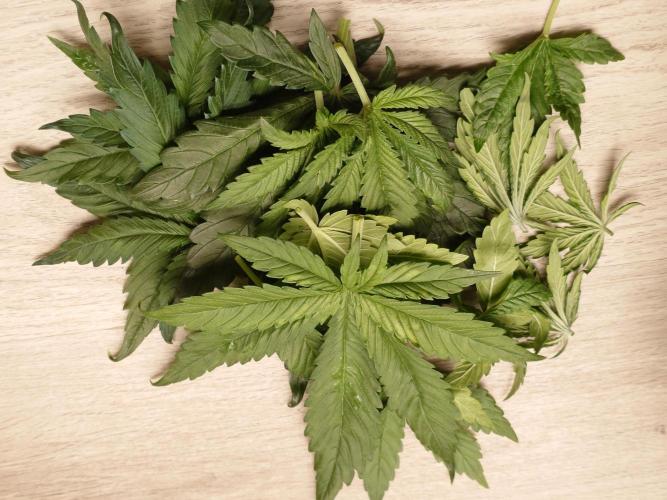 Purple Clouds. Week 4 - Geringes entlauben, nach 2 Tagen nach den Segelblätter