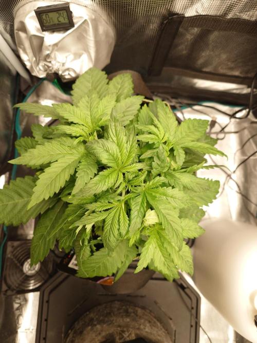 Purple Clouds. Week 4