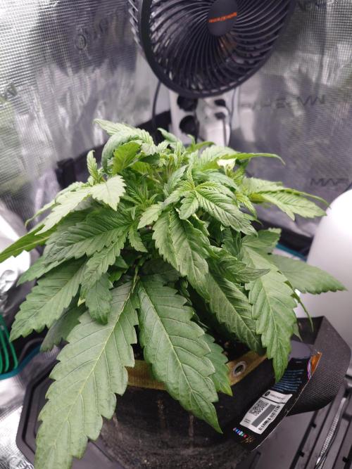 Purple Clouds. Week 4