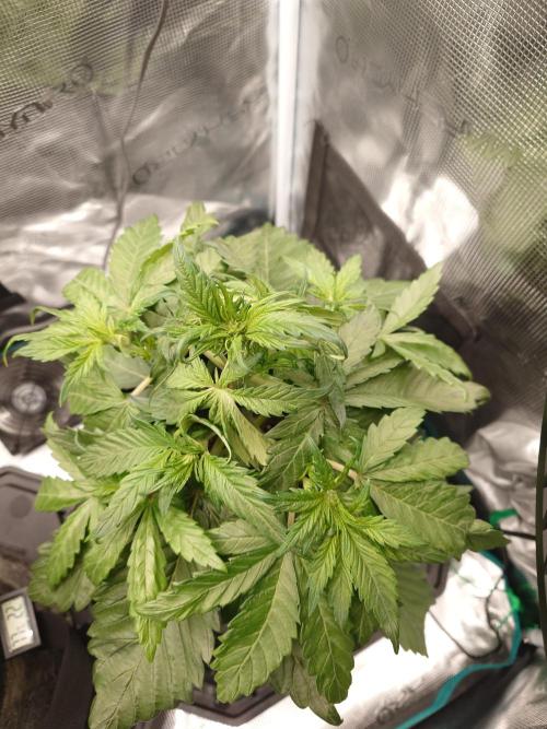 Purple Clouds. Week 4