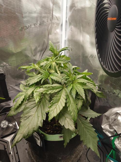 Purple Clouds. Week 4