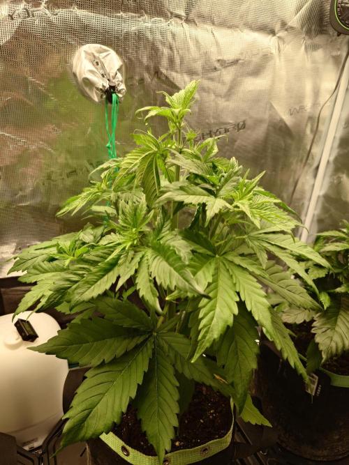 Purple Clouds. Week 4