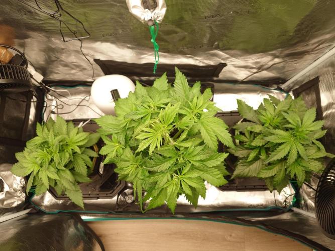 Purple Clouds. Week 4