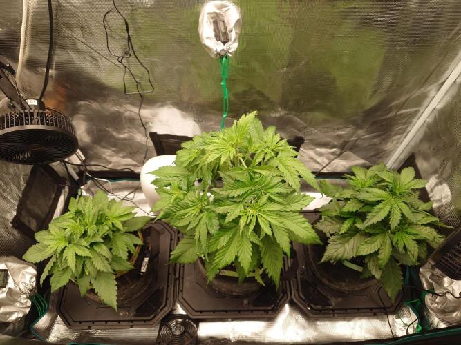 Purple Clouds. Week 4