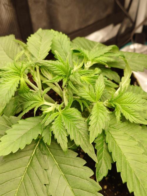 Purple Clouds. Week 4