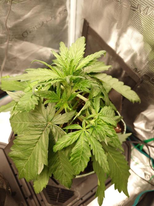 Purple Clouds. Week 4